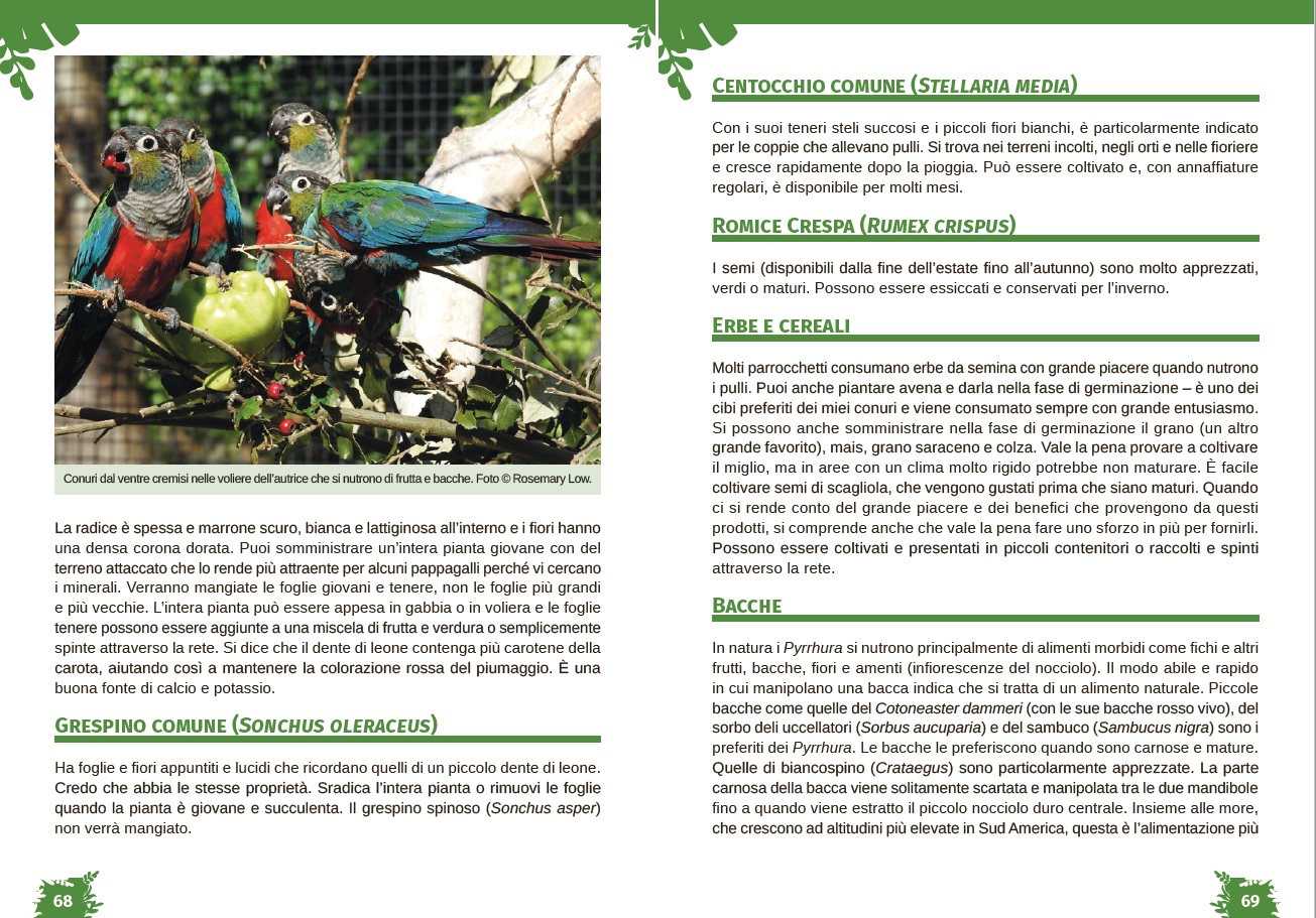 I Pyrrhura. Avicoltura, storia naturale, conservazione 2 pagina interna 1