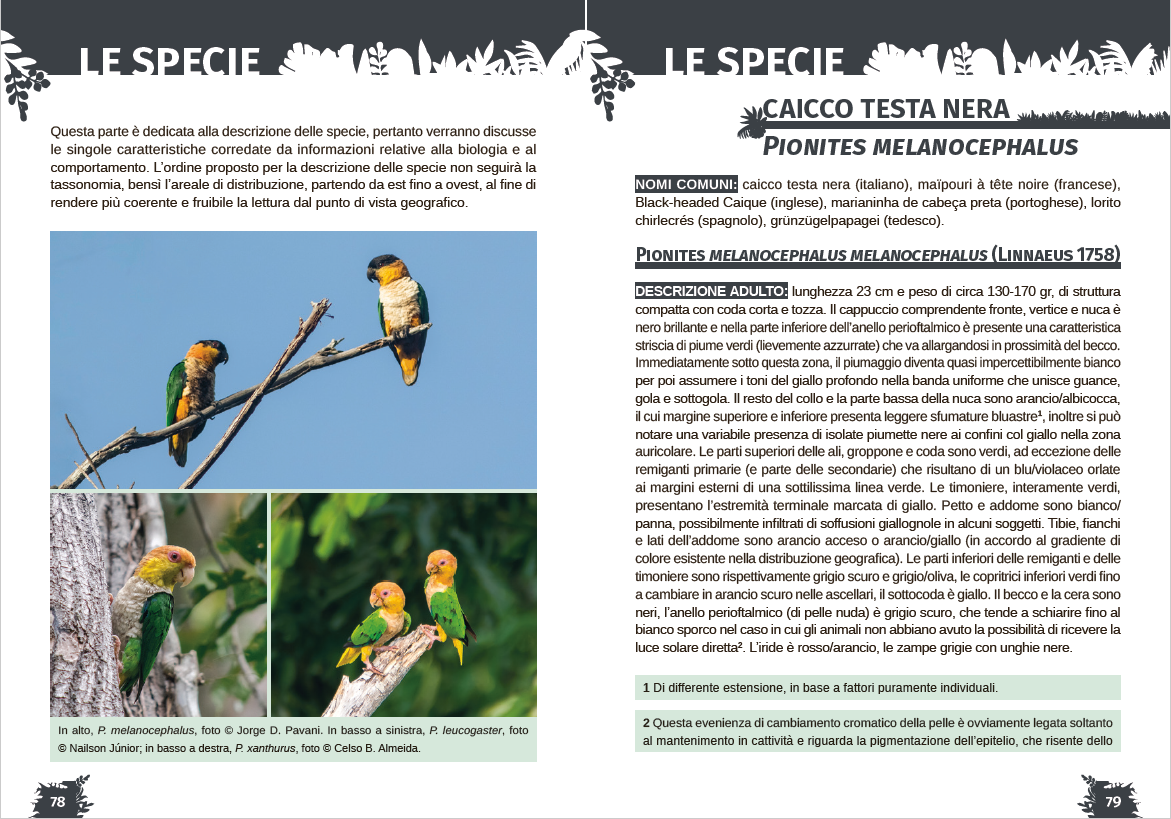 I caicchi. Storia naturale, biologia e allevamento del genere Pionites 2 pagina interna 1