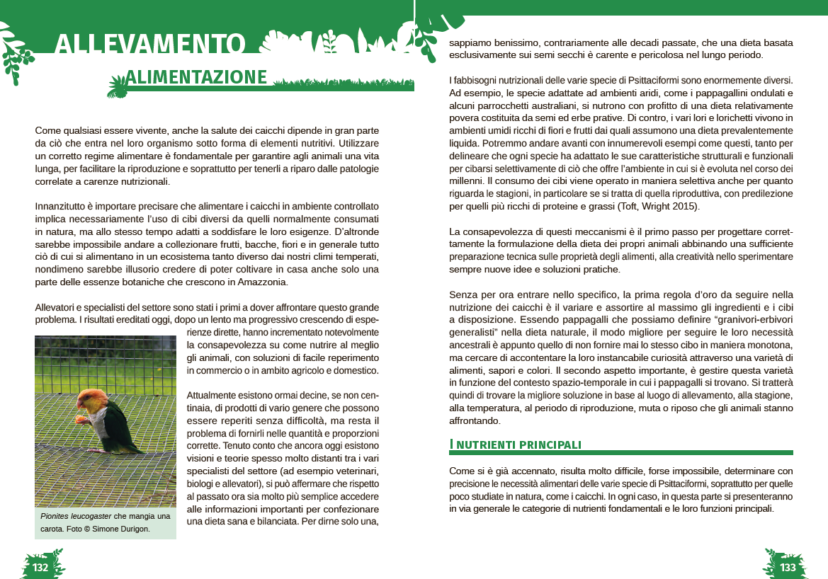 I caicchi. Storia naturale, biologia e allevamento del genere Pionites 3 pagina interna 2